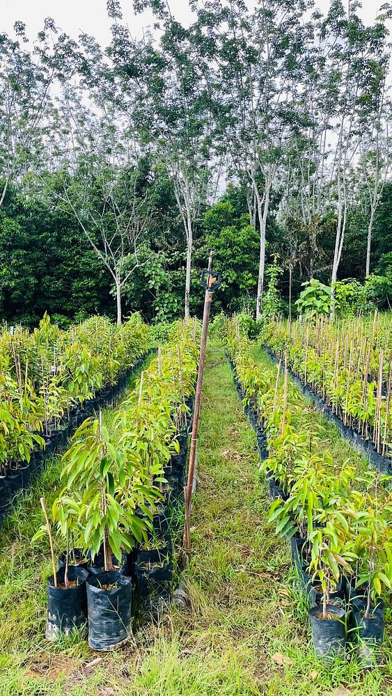 Photograph of a durian nursery featuring rows of durian seedlings with green leaves in a greenhouse-like environment.
