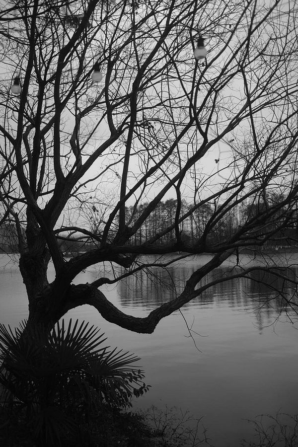 A scenic lakeside view featuring a calm water body with reflections, surrounded by green trees and buildings under a cloudy sky.