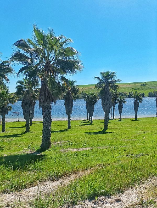 A scenic view of palm trees lining a grassy area near a lake under a clear blue sky.