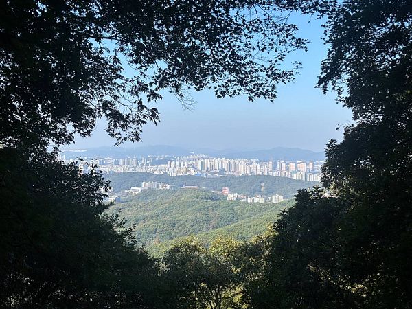 A scenic view of a city skyline seen through a frame of tree branches and leaves, with forest-covered hills in the foreground under a clear blue sky.