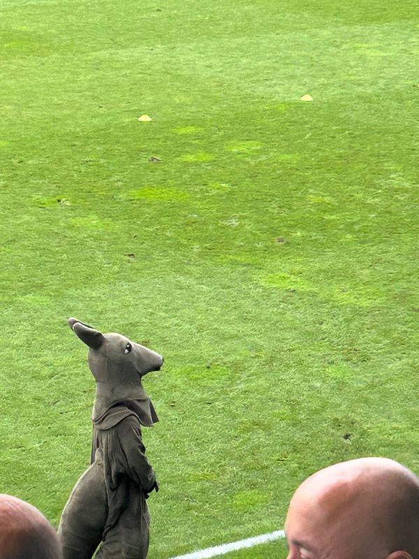 A mascot dressed as a kangaroo stands on a football field.