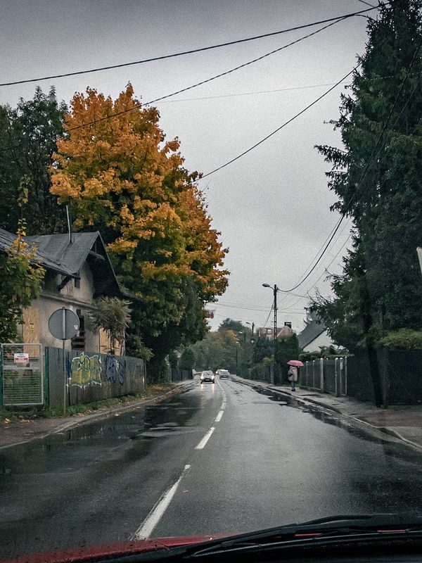 A rainy street scene showcasing autumn foliage and a person walking with an umbrella.