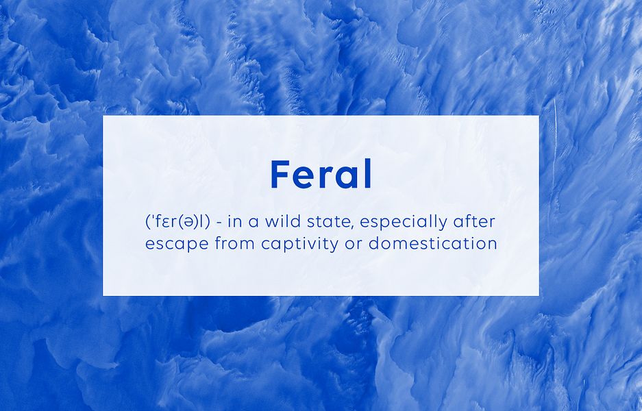 Feral Horses
