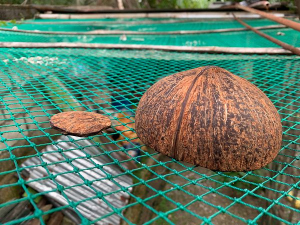 A handmade coconut shell bowl with unfinished edges and a smooth inner surface.