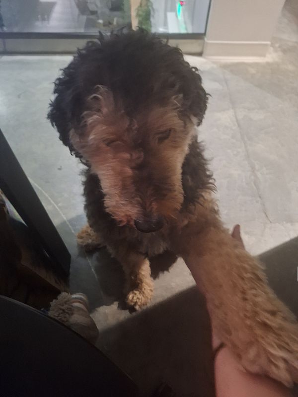 A dog named Maggie is reaching out with her paw towards a person's hand.