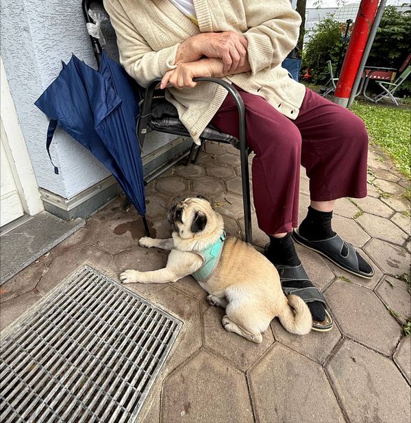 An elderly person sits on a chair next to a pug dog on a patio.
