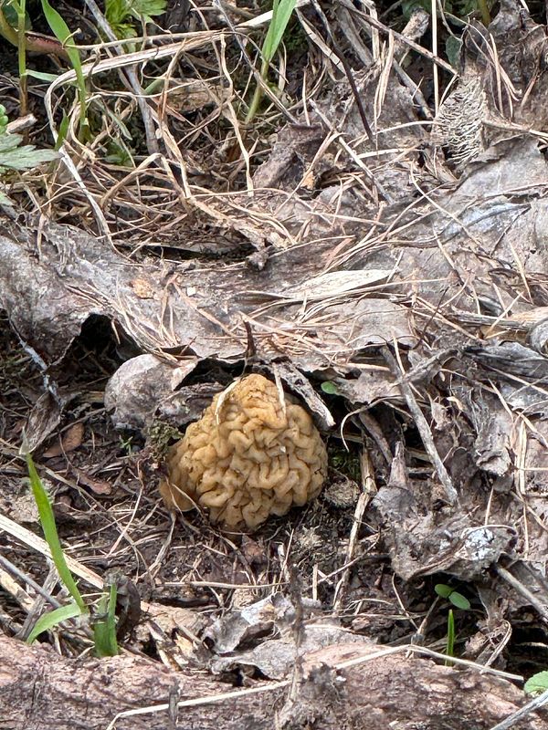 Colorful mushrooms with varied shapes and textures including large orange-capped ones and wrinkled yellow莲子 fungus clustered on forest floor.