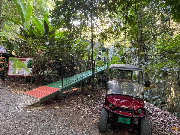 A cup of coffee placed on a wooden surface with dense green jungle foliage in the background.