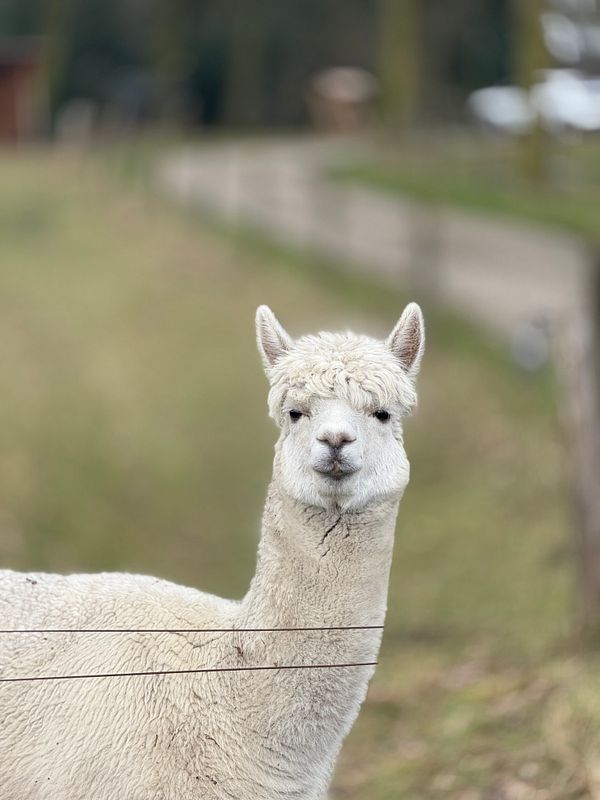 A white alpaca stands in a grassy field, looking directly at the camera.