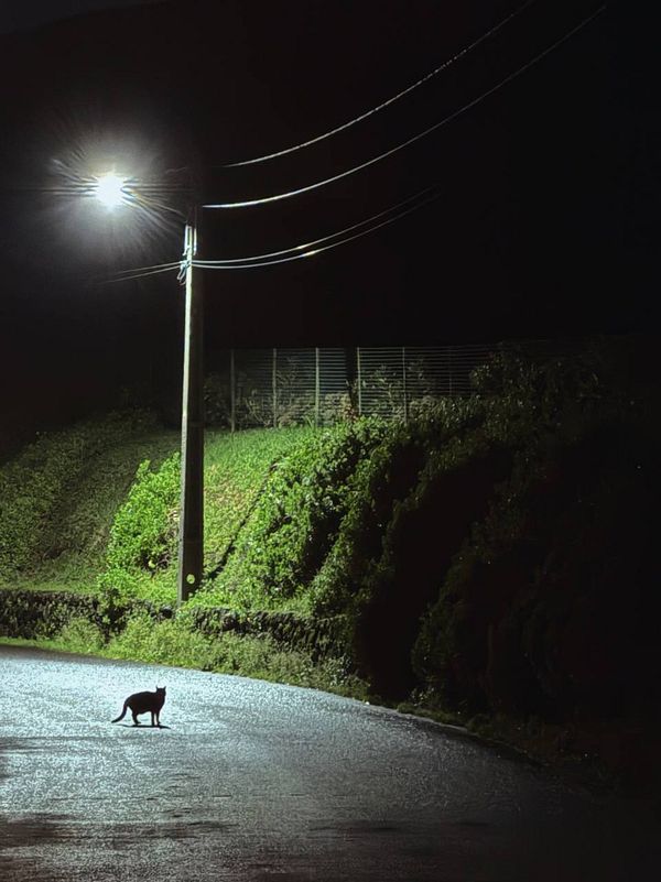 A cat stands on a dimly lit road at night, illuminated by a streetlight.