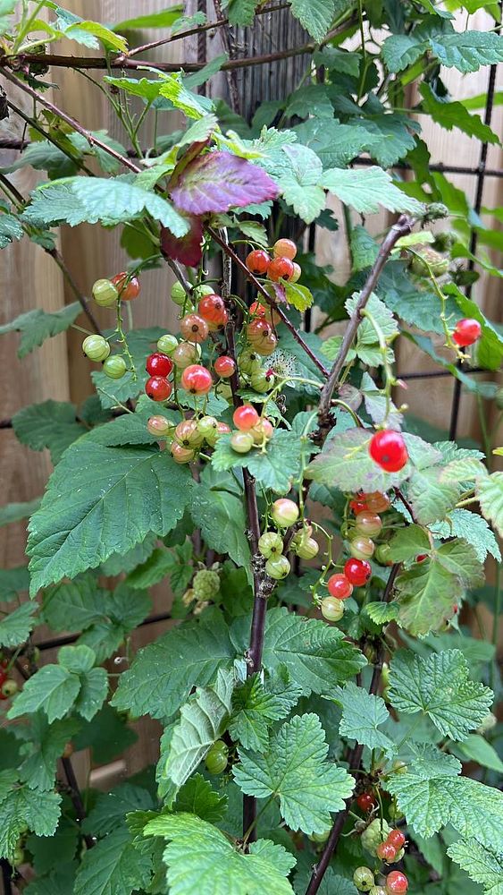 A close-up view of a berry-laden plant with green and red currants.