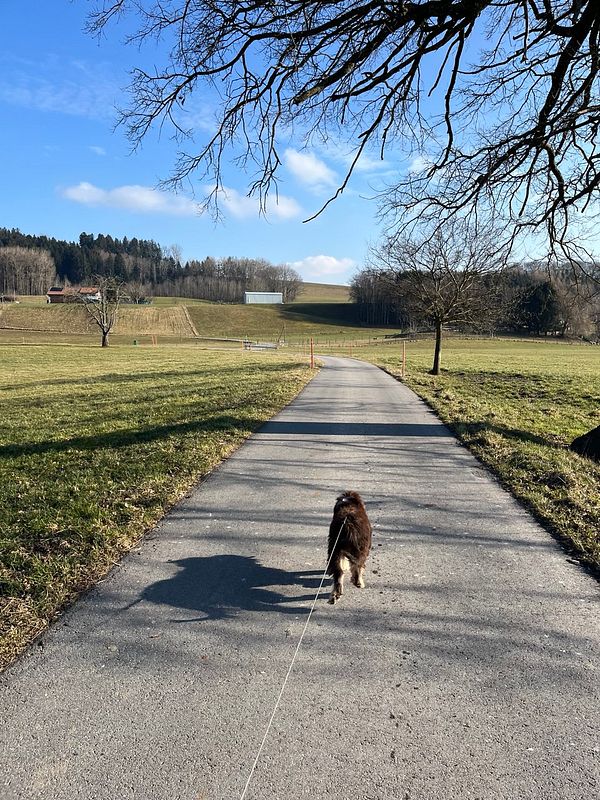 A dog walks along a scenic path in a rural area.