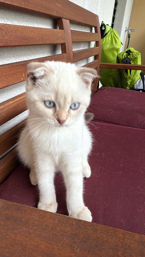 A fluffy white kitten with blue eyes is sitting on a wooden bench.