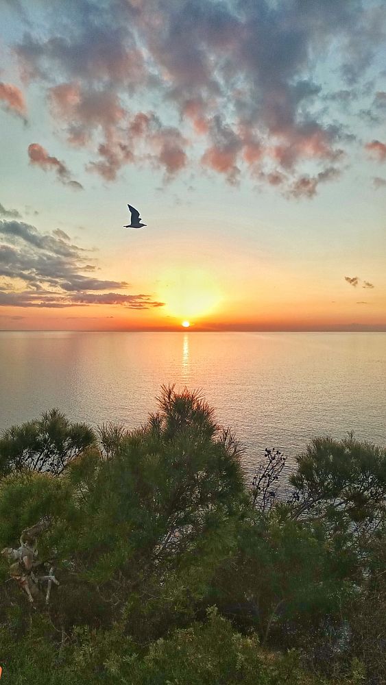 A serene sunset over the ocean with a bird flying in the foreground.
