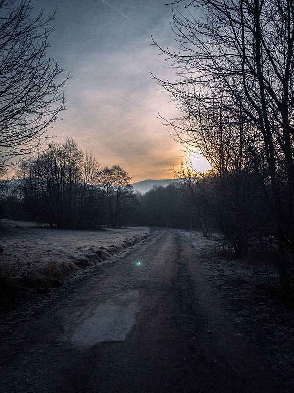 A serene dirt path surrounded by trees at dawn.
