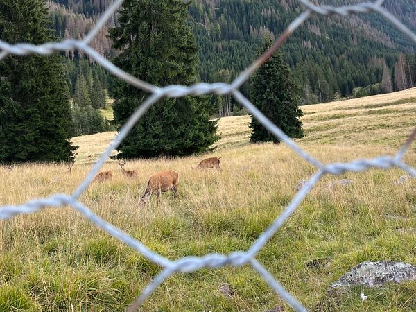 A serene landscape in the Dolomites featuring deer grazing in a grassy field, viewed through a wire fence.