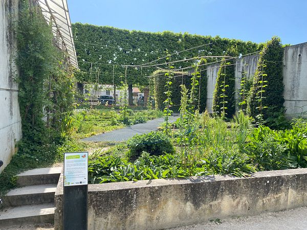 A lush garden with various plants situated near a small outdoor structure, embodying sustainable planting techniques.