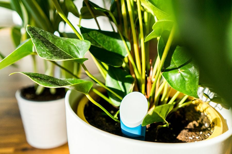 helloplant