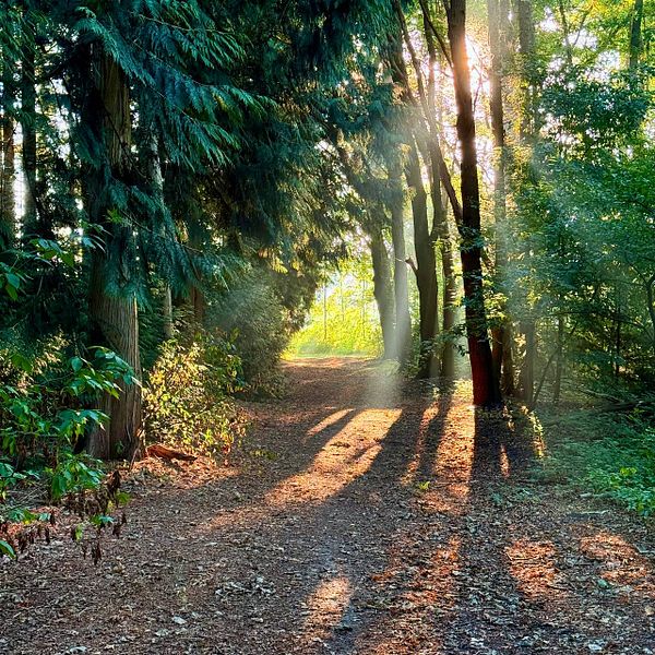 A serene forest path illuminated by morning sunlight.