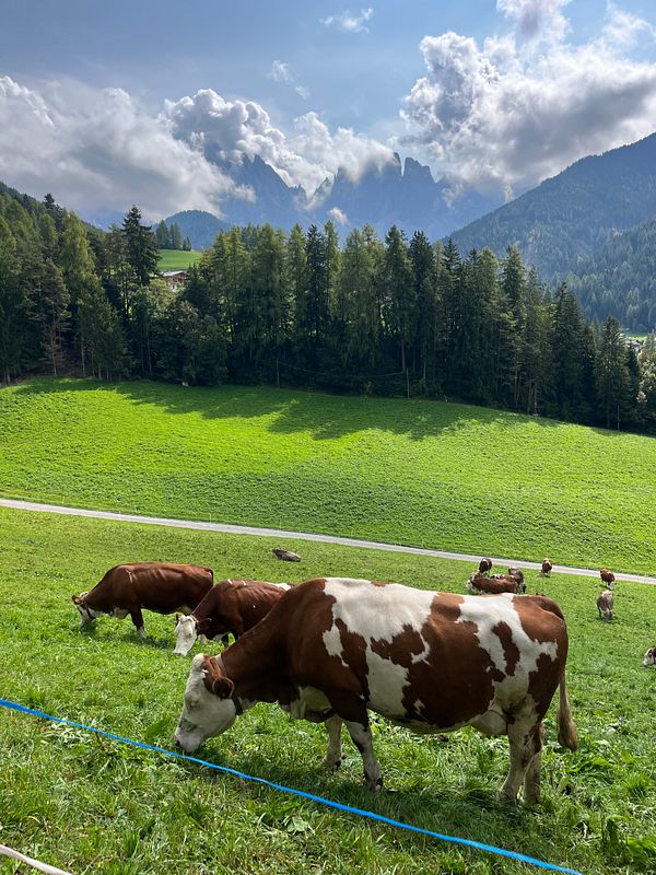 A picturesque landscape in the Dolomites featuring grazing cows and majestic mountains in the background.