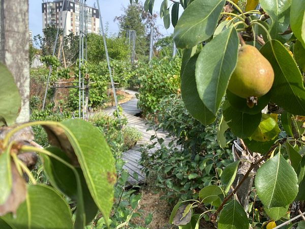 A lush vegetable garden in August displaying mature plants and blooming flowers under bright sunlight.