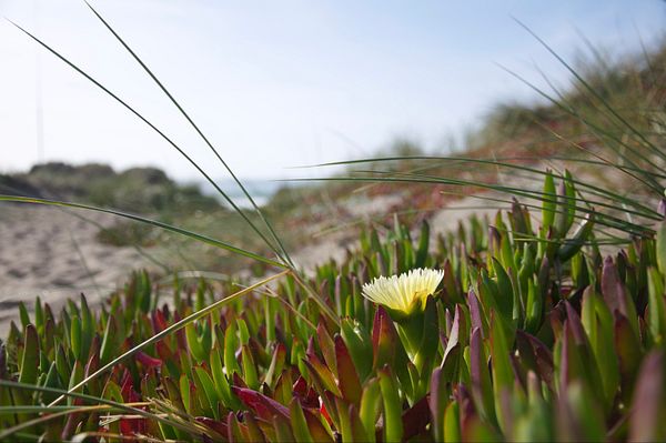 A close-up view of a yellow flower amidst green and reddish succulent plants on a sandy beach.