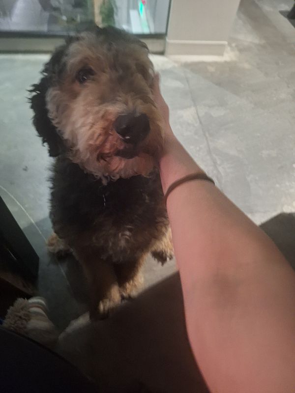 A dog is being affectionately petted by a person.