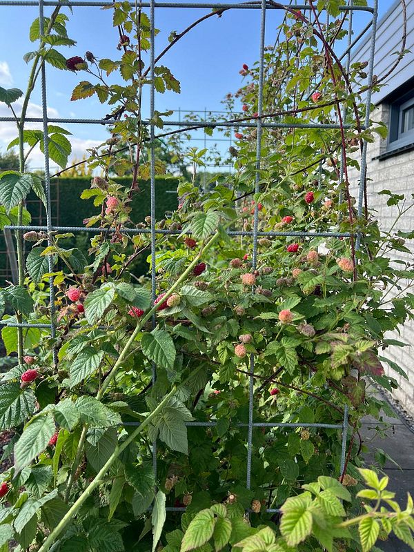 A lush raspberry plant growing on a trellis under a clear blue sky.