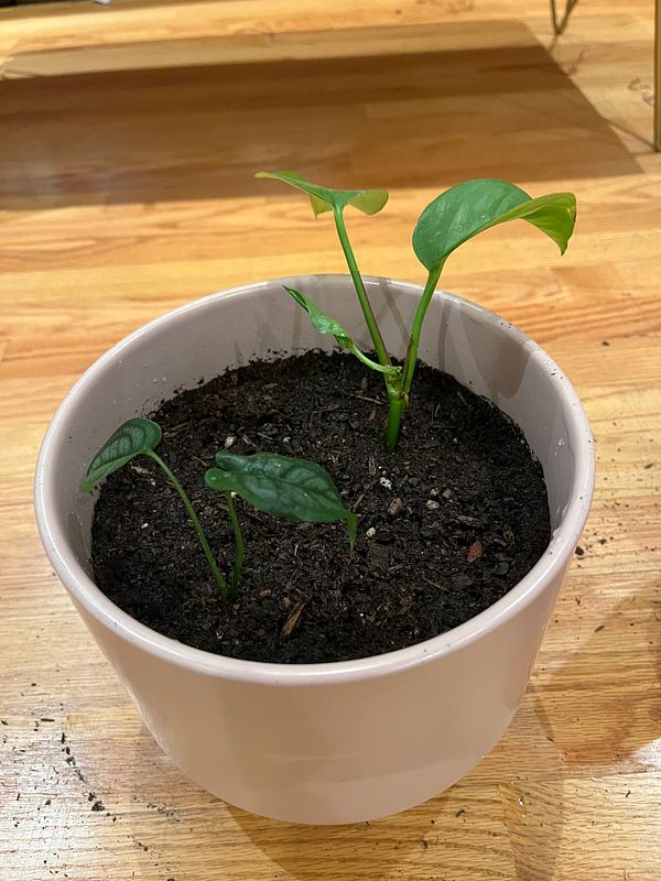 A white pot contains three young cloned plants with green leaves, sitting on a wooden surface.