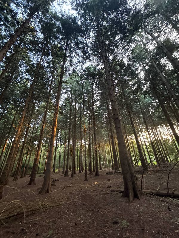 A serene forest scene with tall trees and soft morning light filtering through the branches.