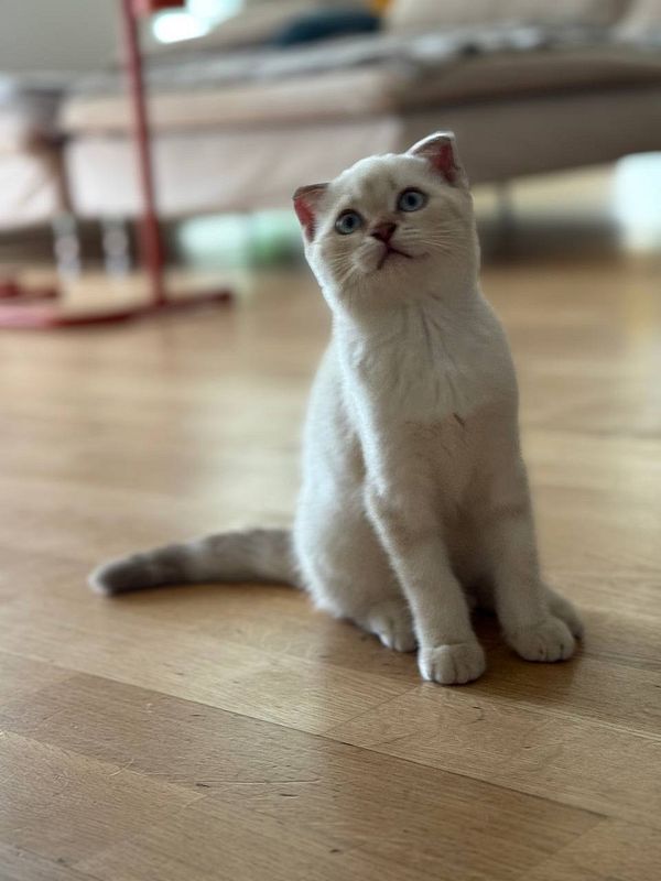 A fluffy white cat with blue eyes sits on a wooden floor, looking curiously at the camera.