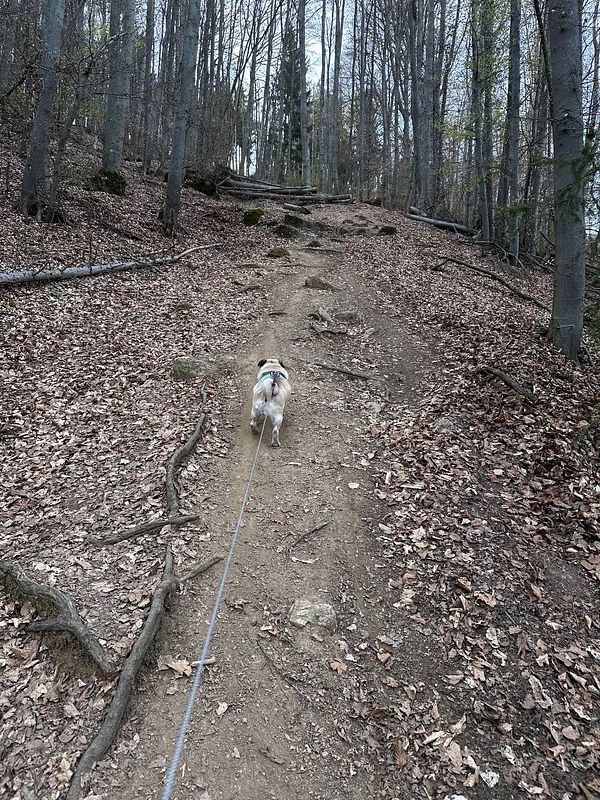 A dog is walking along a dirt path in a forested area, leading up a mountain.