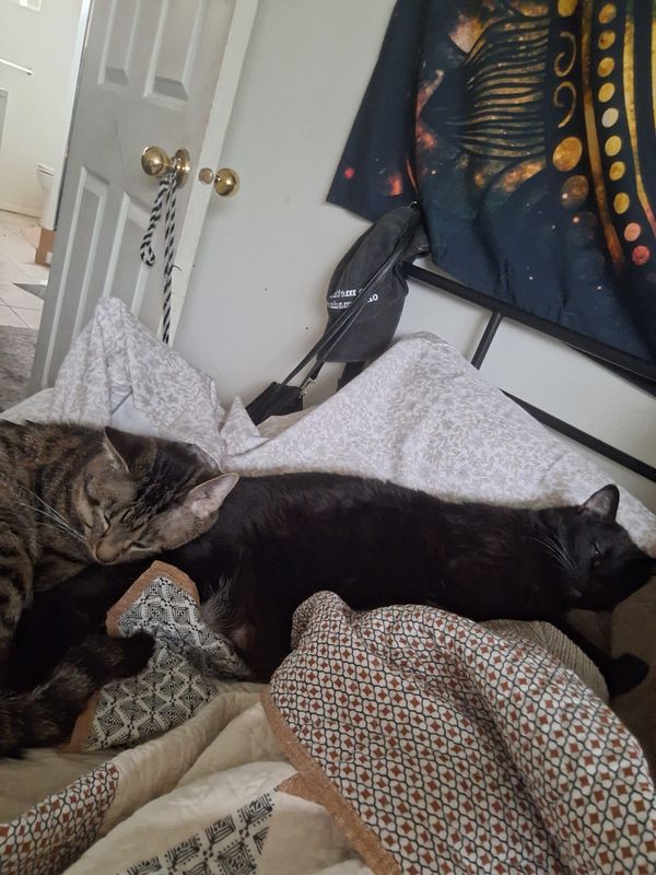 Two cats are peacefully napping together on a bed.