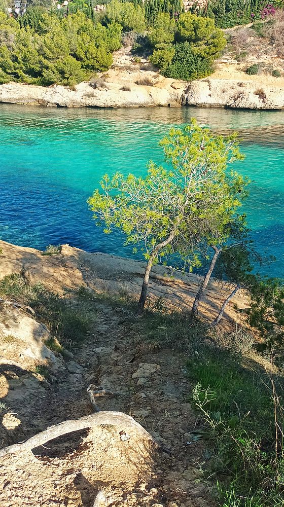 A serene coastal scene featuring a clear turquoise water body and a solitary tree on a rocky shore.