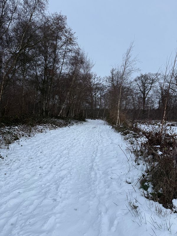A peaceful forest path surrounded by tall trees with sunlight filtering through the branches.