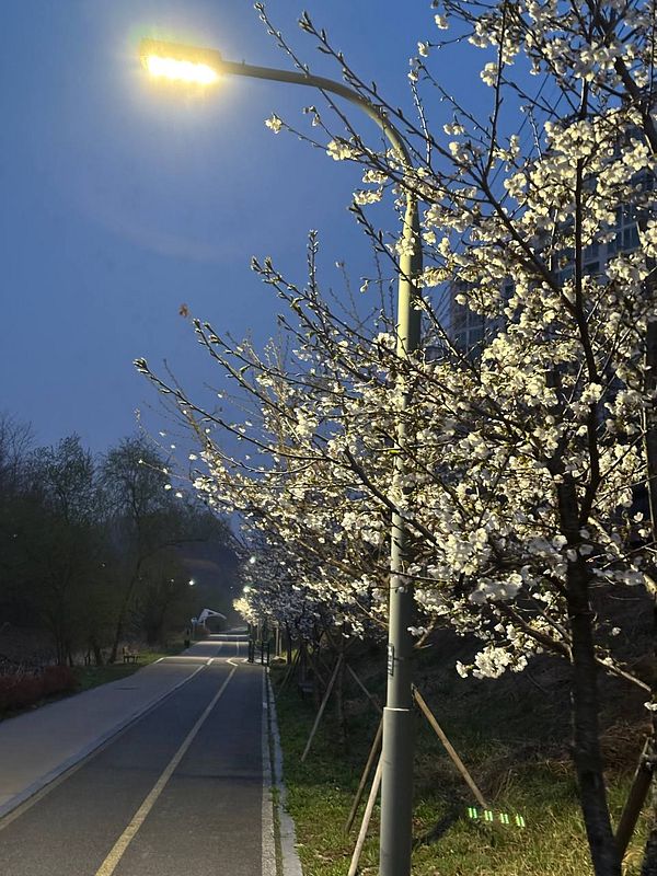 A vibrant outdoor scene featuring a person running beside a narrow waterway lined with cherry blossom trees in full bloom during spring.