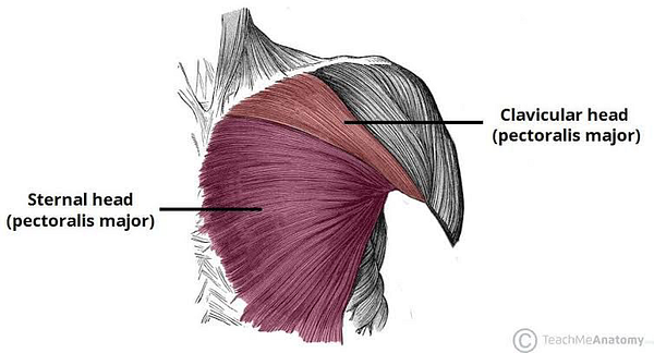 An anatomical illustration highlighting the clavicular and sternal heads of the pectoralis major muscle.
