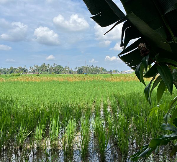 Lush green rice fields under a partly cloudy sky in Ubud.