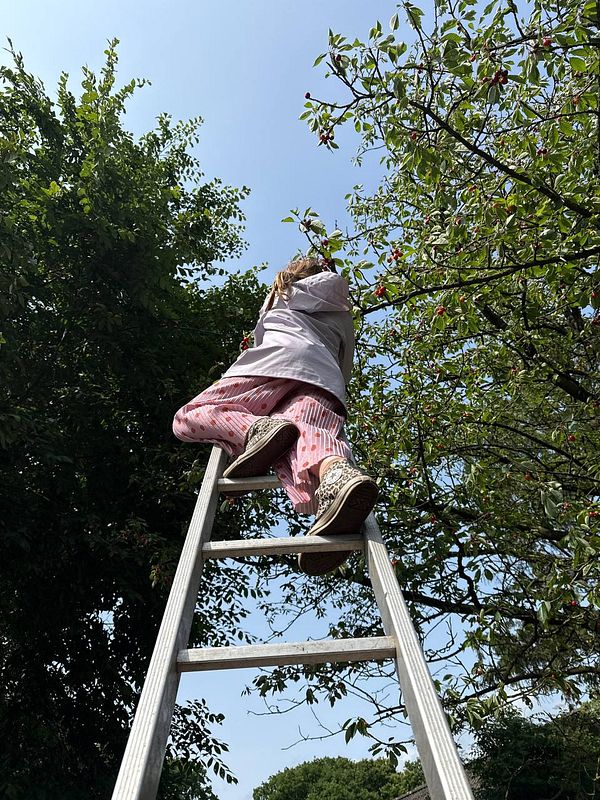 A person is climbing a ladder to harvest cherries from a tree.
