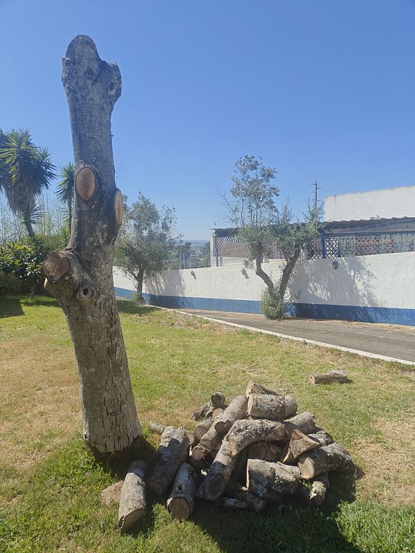 A cut-down tree stump stands next to a pile of logs in a sunny outdoor setting.