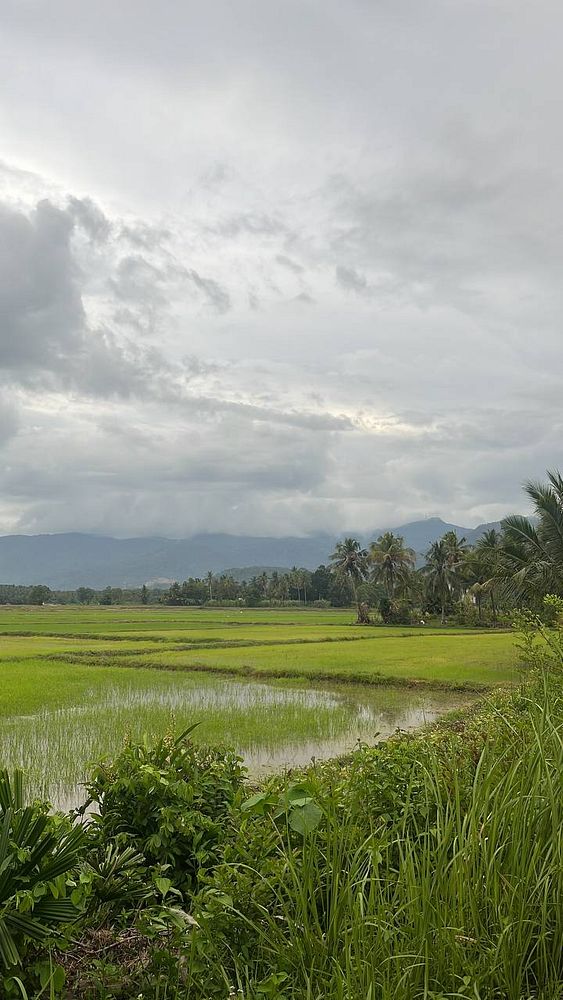 A serene village landscape featuring lush green rice fields under a cloudy sky.