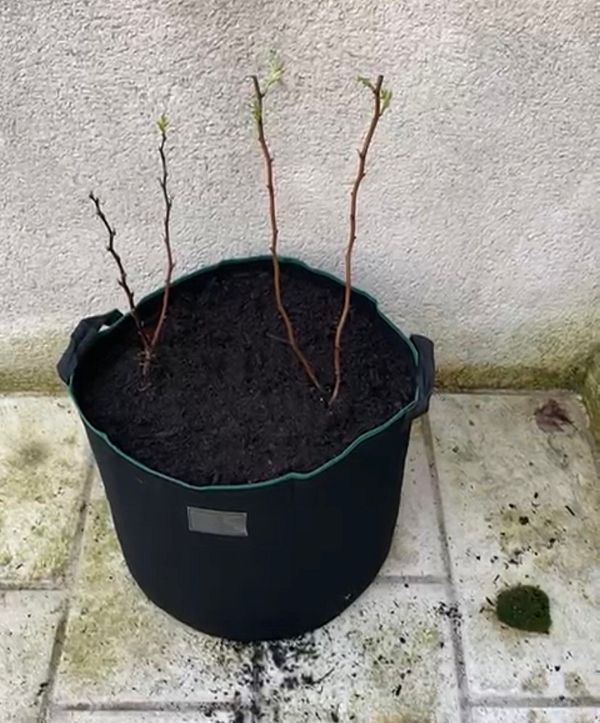 Green raspberry plants with clusters of red raspberries growing among their leaves outdoors.