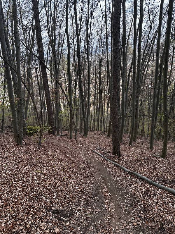 A forest trail leads through a wooded area with bare trees and fallen leaves.