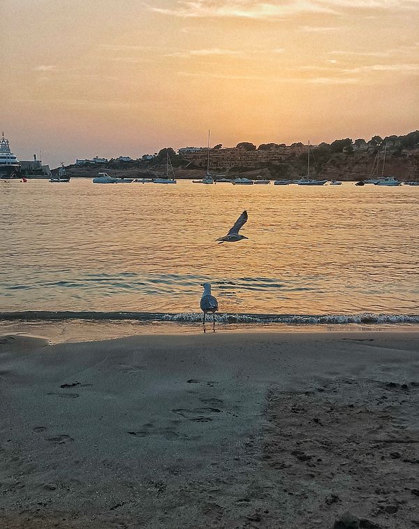 A serene beach scene at sunset featuring a seagull and boats in the background.