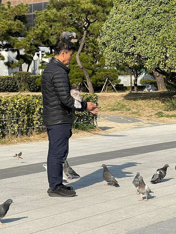 A man interacts with pigeons in a park in Busan.