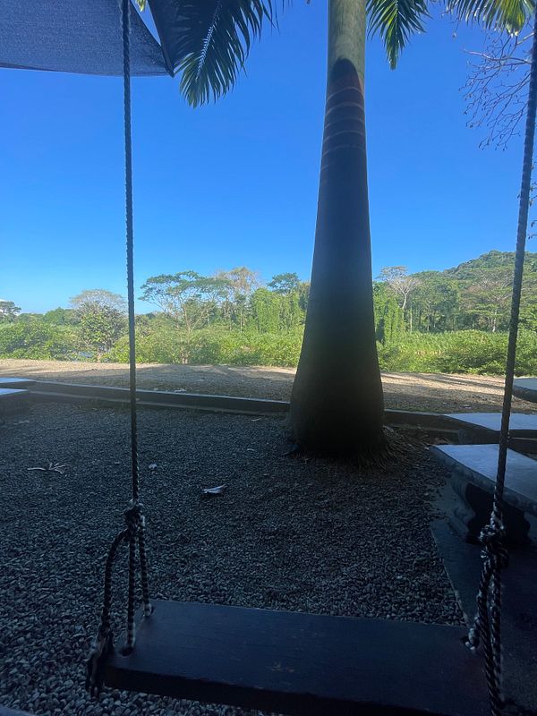 Screenshot of the Reeder app on an iPhone displaying a stack of blog articles about jungle coffee.