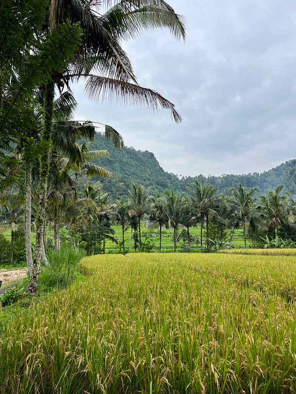 Lush green rice fields surrounded by palm trees and hills under a cloudy sky.