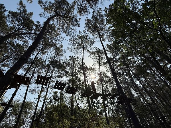 A person is climbing on a suspended wooden bridge among tall trees with sunlight filtering through the branches.
