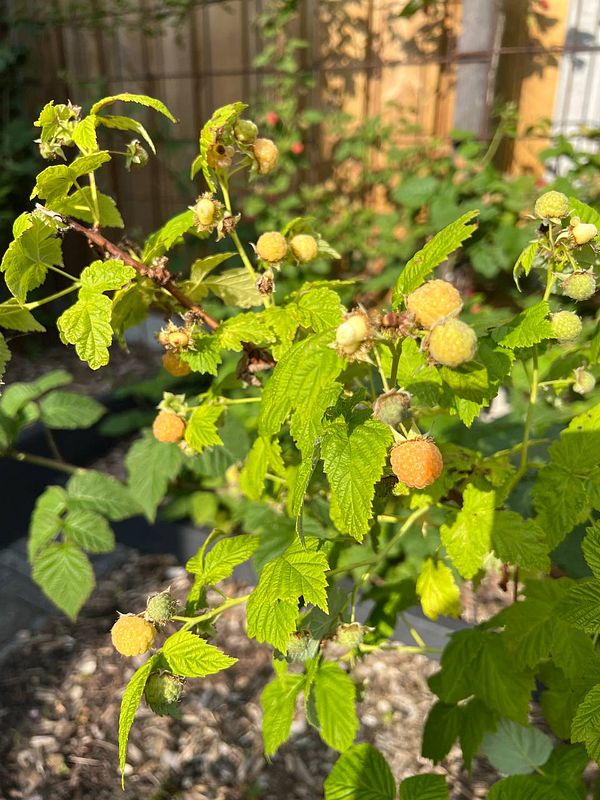 A close-up view of a raspberry plant with unripe fruit and vibrant green leaves.