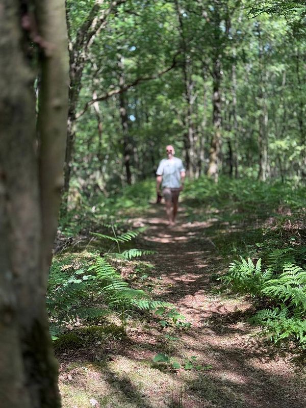 A person is walking along a forest path surrounded by lush greenery.